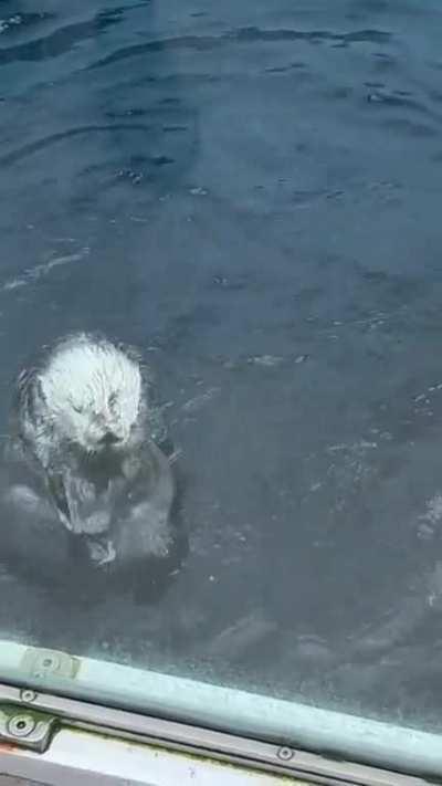 This otter thinks the phone is a clam after lady drops it in enclosure!