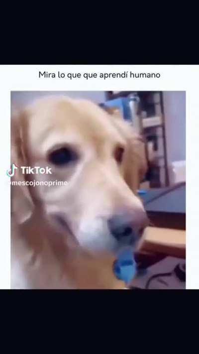 Por esto me gustan los perros