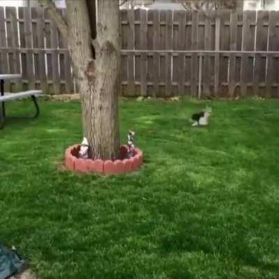 When your dog has spent too much time with the rabbits