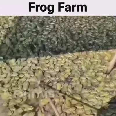 frog farm😳