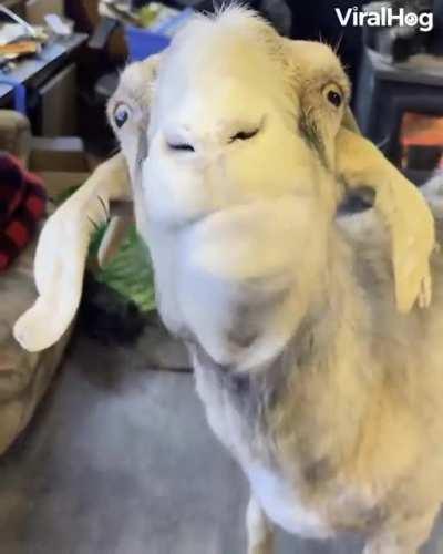 When the goat finds a bag of flour.