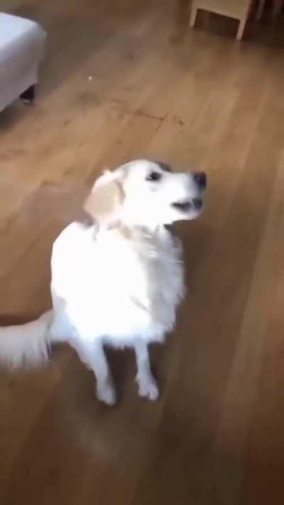 The Dog was utterly betrayed