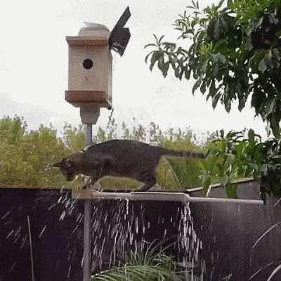 The Birdhouse Booby Trap Device