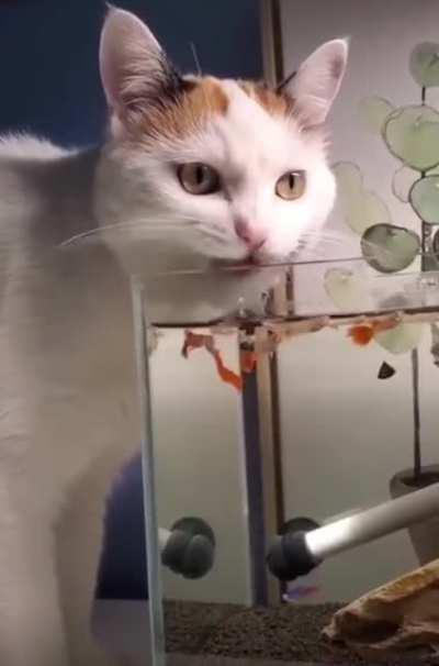 I’m not sure which is derpier