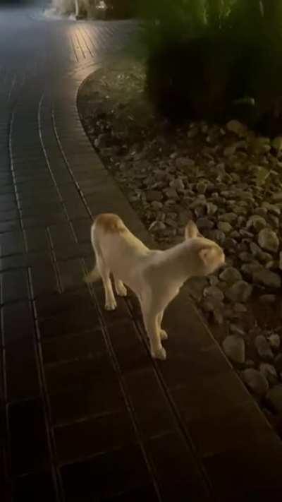 On vacation in UAE and was not expecting the Middle Eastern meow to sound like this