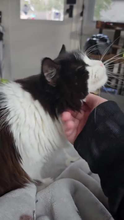 The face Asami makes during chin rubs is my favorite