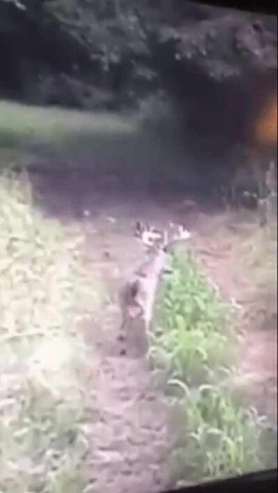 This deer does not how to deer.