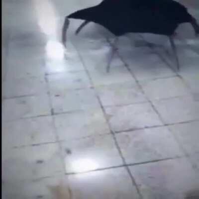 I am going to hope this doesnt violate the gore rule