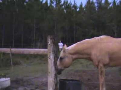 Legend has it you can still hear his screams in the woods.....