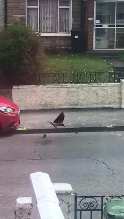 Crow vs Rat