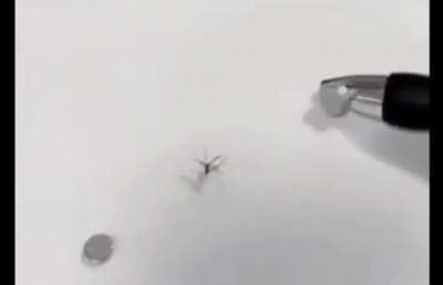 Masquito gets what it deserves