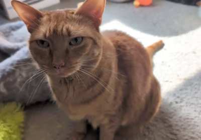 Fizz says put that thing down and pet me already!!