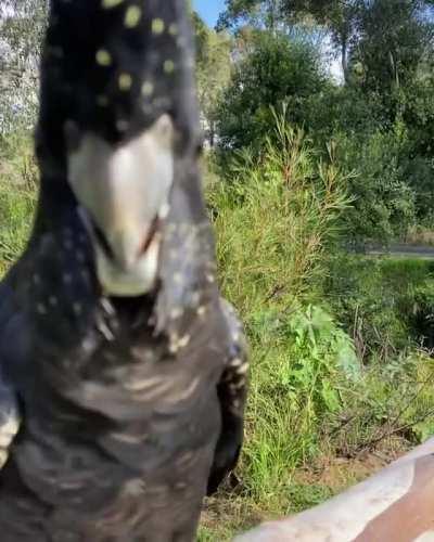 🔥 red tailed black cockatoo