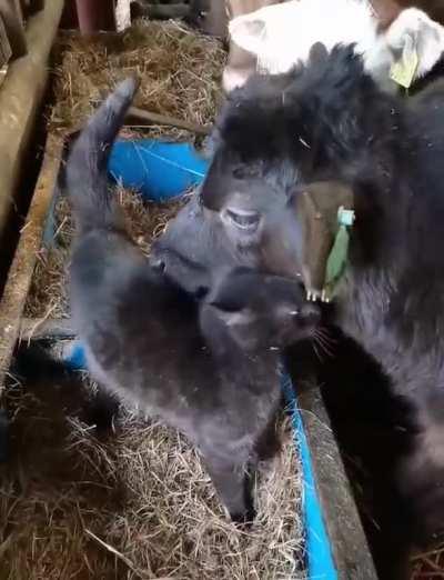 Smokey and Howie hanging out