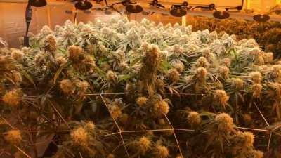 The Ultimate Grow - Single 4x8 Tray, 2 Fluence LEDs, 32 total plants - 8lbs Dry Weight!