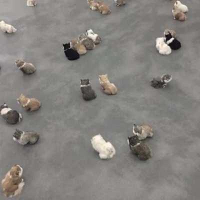 World is big, cat is small 