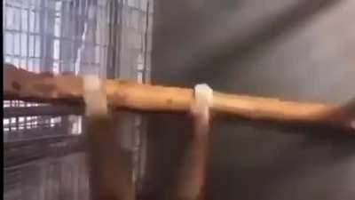 MORE MONKE 😈😈😱😎