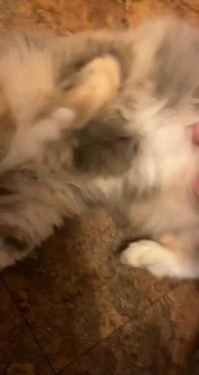 Tummy rubs = licks and nibbles (my voice = flu A straight into covid)