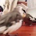 Adorable parrot singing