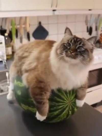 chonk on a watermelon