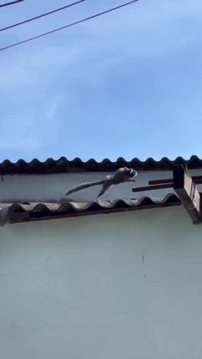 BONNER TAVA CERTO TINHA MICO EM BANGU MESMO