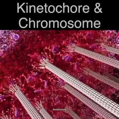 Kinetochores are large protein assemblies that connect chromosomes to microtubules of the mitotic and meiotic spindles in order to distribute the replicated genome from a mother cell to its daughters.