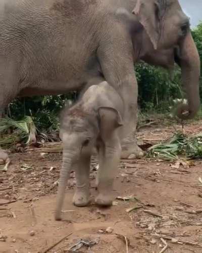 Baby elephants are so cute.