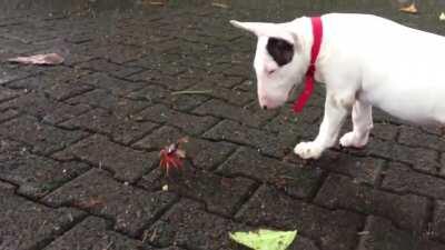 Bull terrier and the crab