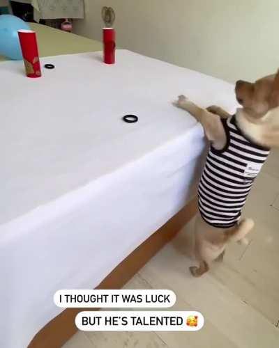 Dog has super archery skills.