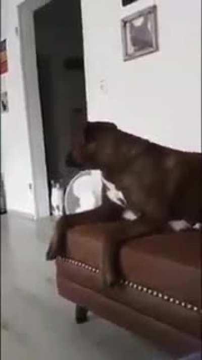 I can howl like an ambulance too