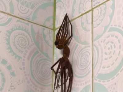 Spider in Aussie Shower