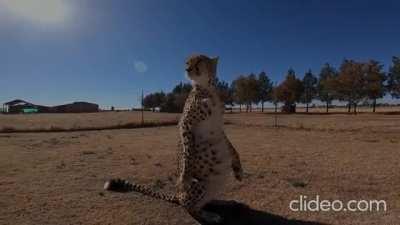 Meet Kiki: Just a pregnant special needs cheetah who learned to sit from meerkats