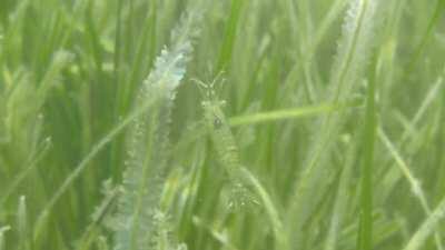 Whilst holding my breath, I followed this shrimp swimming through seagrass, it was the hardest shot I ever took underwater