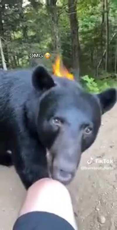 to not move and think the bear won't see you