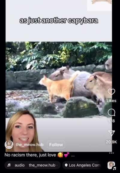 Hold my catnip while I infiltrate this family of capybaras . . . 