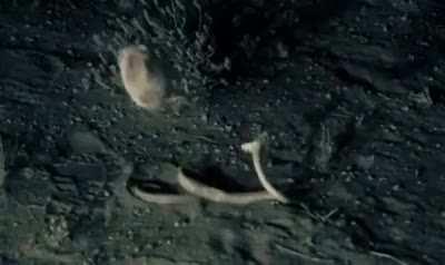 Splinter got moves for days