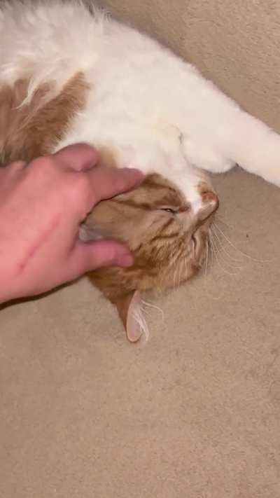 He loves it here with his almighty self 🙄