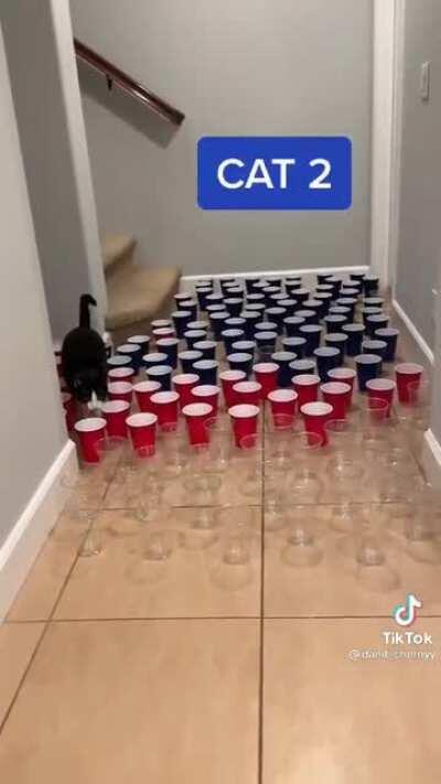 Cat 3 'wrapping up work' before quitting the the firm with zero notice