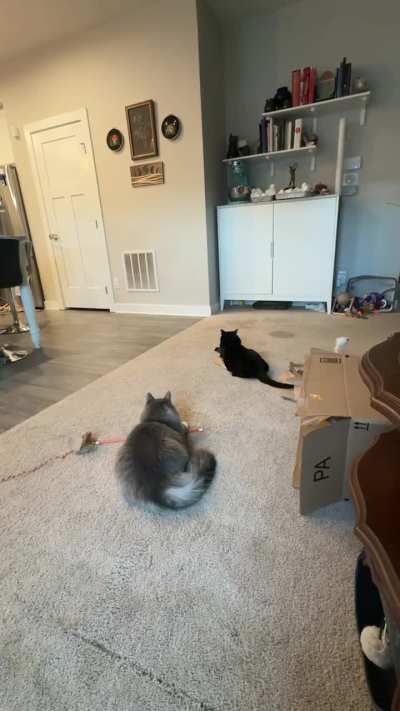 A few minutes of silly kitties. We don’t usually get manic Morph. Cosmo was perched watching the shenanigans.
