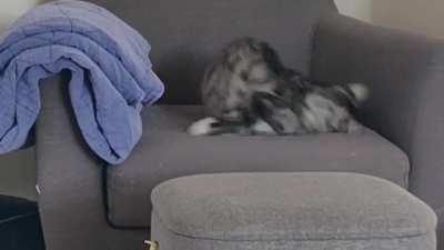 My cat picking a fight with its own tail and losing