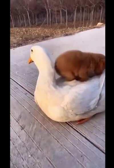 Pupper and Ducko best bros