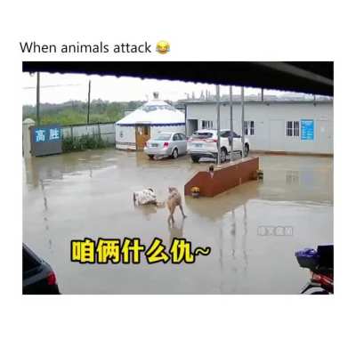 Remix de animales parte 1