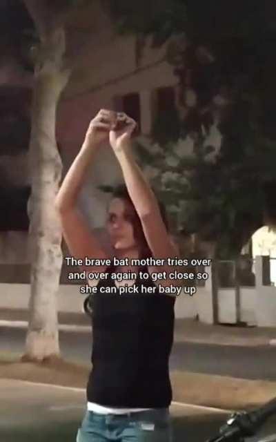 Woman reunites a baby bat that fell on the street with its mother