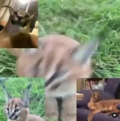 it seems like a DnB thing