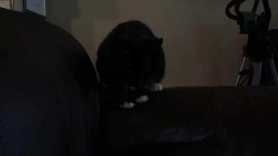 Startled my kitty by accident