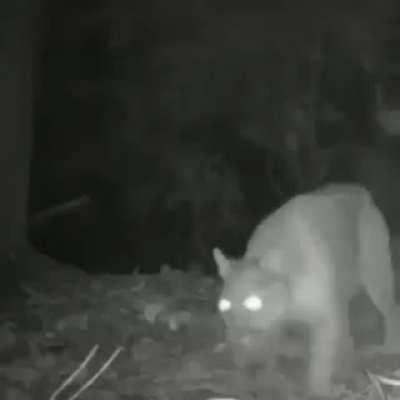 animal Planet it's a fake production lol