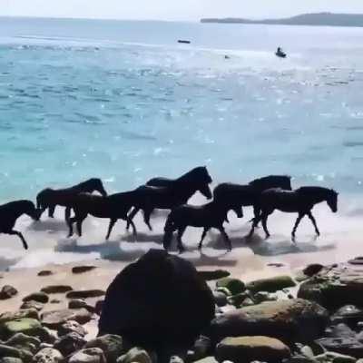 Морские коньки