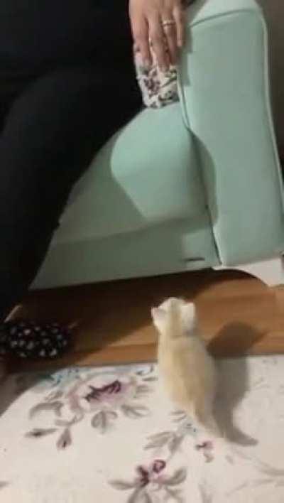 Simit is making his first-ever jump.