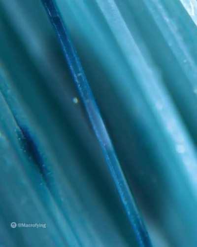 I zoomed into a brush