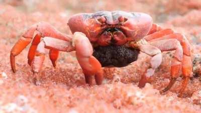 A Mother Red Crab eating it's own babies